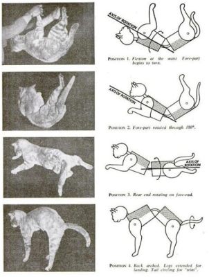 What Does Music Theory Mean? And Why Do Cats Always Land on Their Feet?